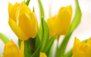 Spring tulips clip art